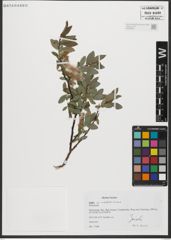 Foto von Salix waldsteiniana Willd.